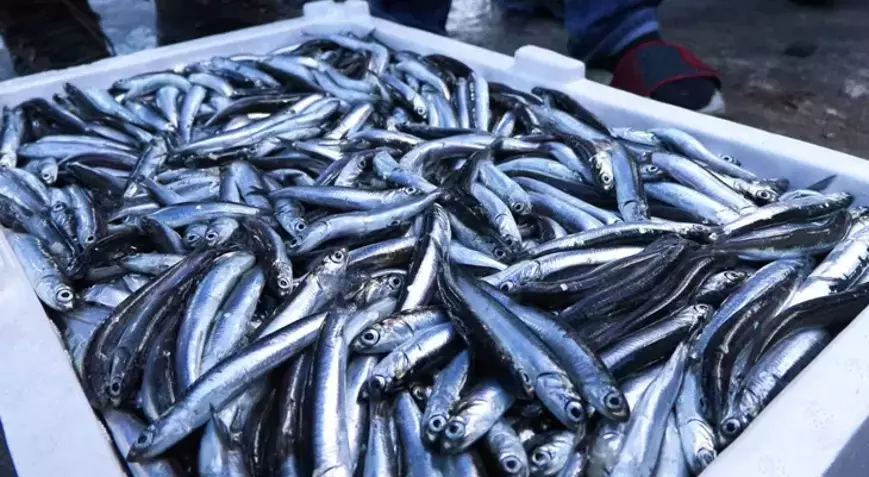 Karadeniz'i etkisi altına alan fırtına hamsi fiyatlarını ikiye katladı