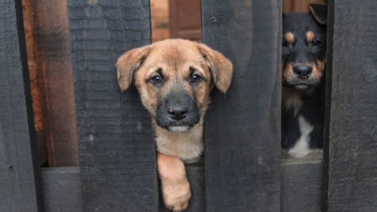 Sokak köpeği boşanma sebebi oldu: Eşi 'ya ben ya o' dedi, 9 senelik bitti