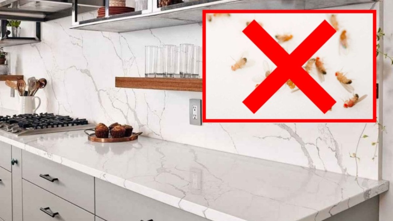 Mutfaktaki minik sinekleri kaçıran yöntem! Bu 3 malzemeyi karıştırın derdinizi çözün: Bir tane bile sinek kalm