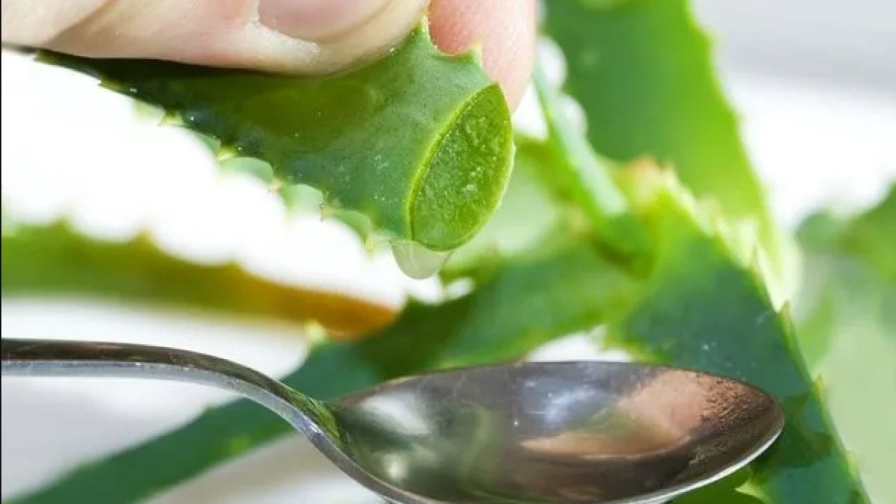 Aloe Veranın Faydaları: Sağlığınıza ve Güzelliğinize Katkı Sağlayan Doğal Bir Hazine
