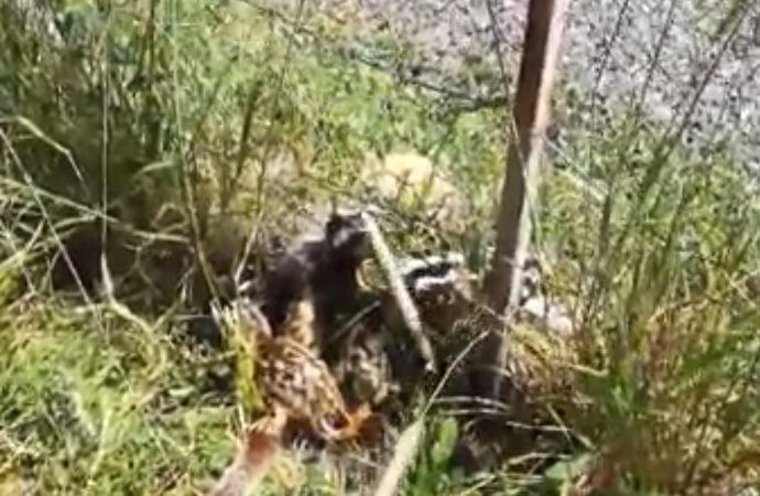 Elazığ’da alaca sansar ailesi görüntülendi