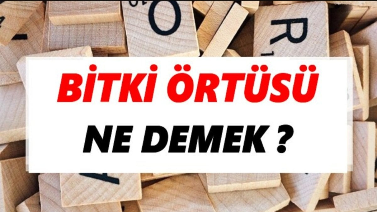Bitki Örtüsü Nedir: Doğanın Örtüsü ve İşlevleri
