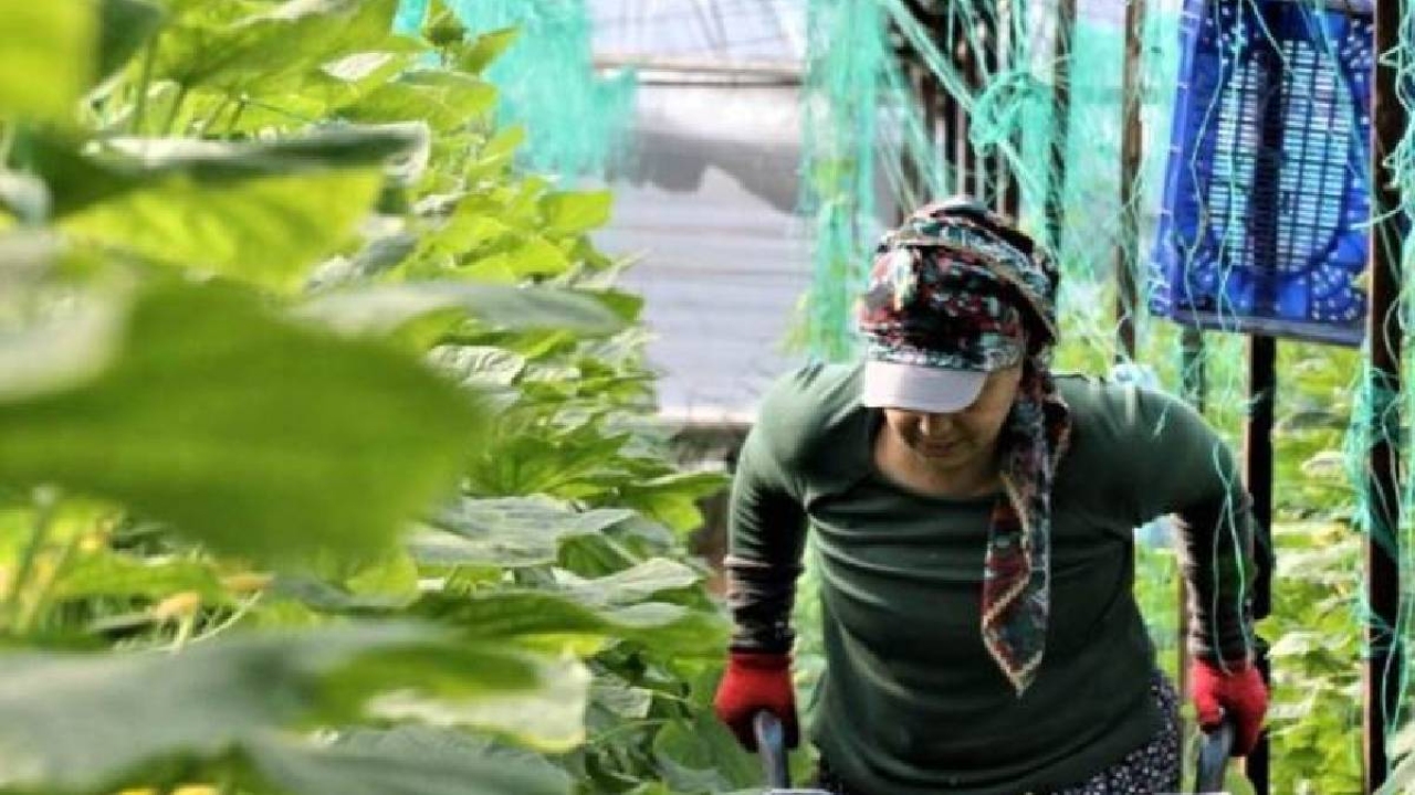 Günlük yevmiye 666 TL fakat kimse çalışmıyor! Ücreti duyan kaçıyor: 750 TL de verseler kimse yanaşmıyor