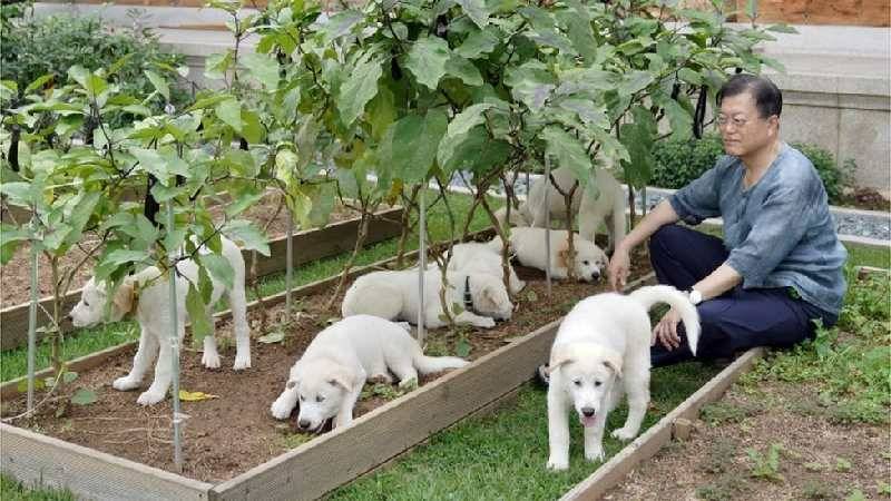 Güney Kore'de Köpek Eti Ticaretine Yasak: 2027'de Yürürlükte Olacak!