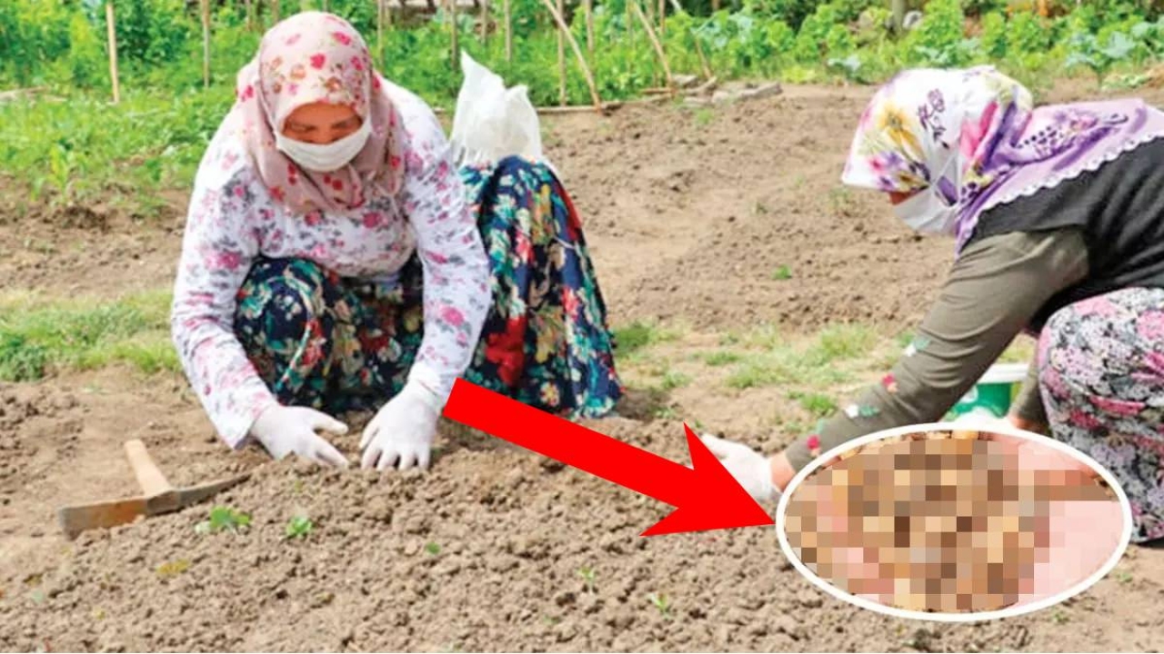 Sinop, Muğla, Maraş, Hatay, Elazığ… Buraların toprağından taş değil altın çıkıyor: Kilosu 2 bin TL’den sipariş