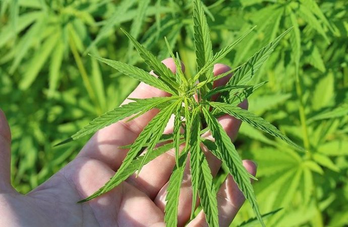 Sakarya’dan sonra Yozgat da “kenevir” işine giriyor