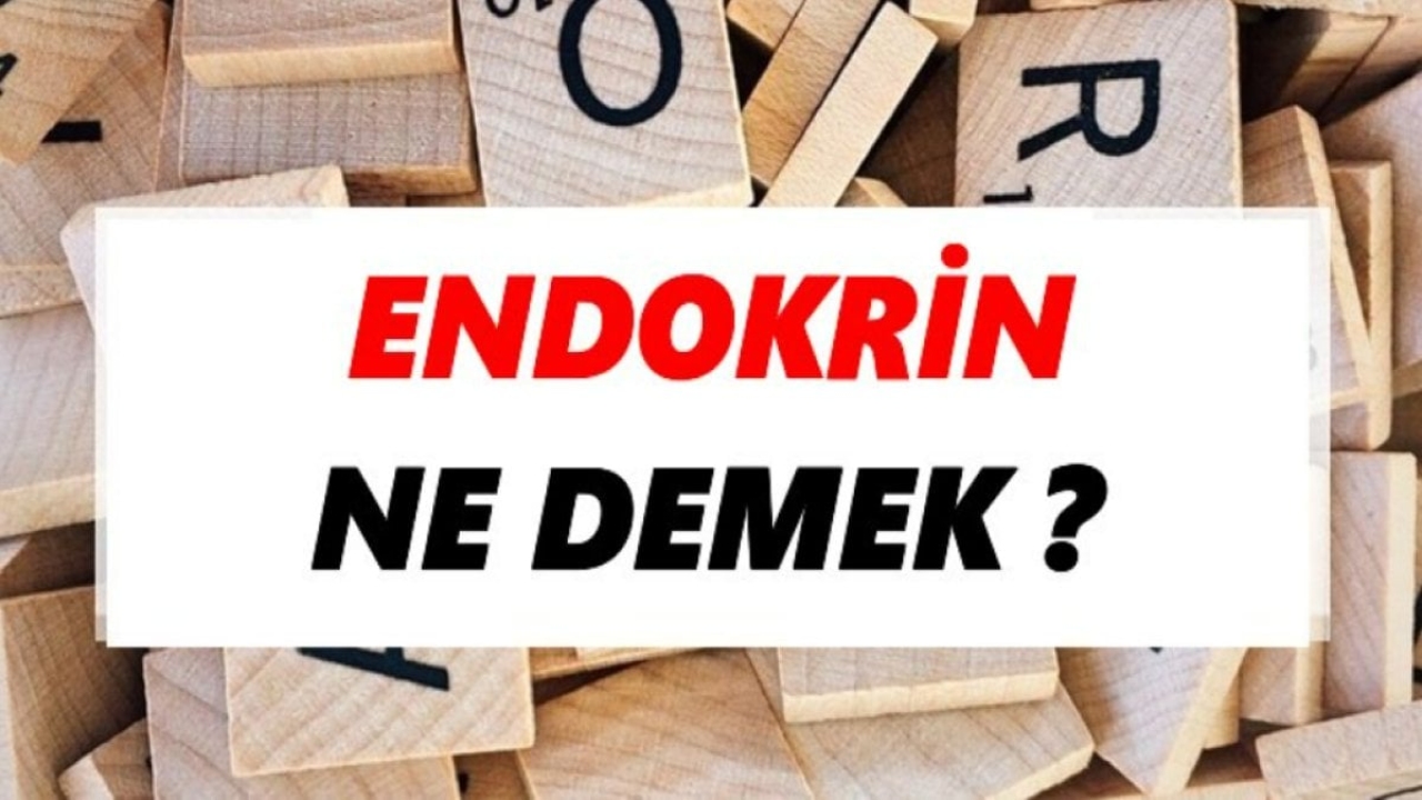 Endokrin Ne Demek: Vücudumuzun Gizli İşçileri