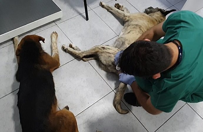 Zehirlenmiş halde bulunan köpekler kurtarılamadı