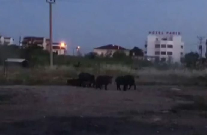 Domuzlar aç kalınca Ayvalık ilçe merkezine indi