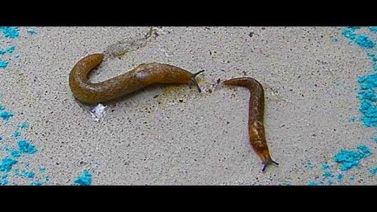 Sülükler arkasına bakmadan hela ve banyodan kaçacak! Bu koku canlarına okuyor