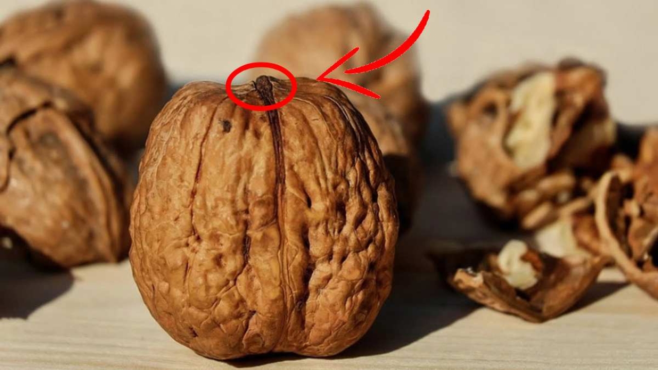 Kuruyemişçiler senelerce saklamış! 1 saniyede tüm ceviz kırma tüyosu! Asla dağılmıyor ev batmıyor