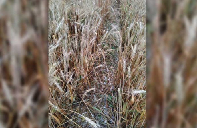 Trakya’da dolu buğdaylara zarar verdi