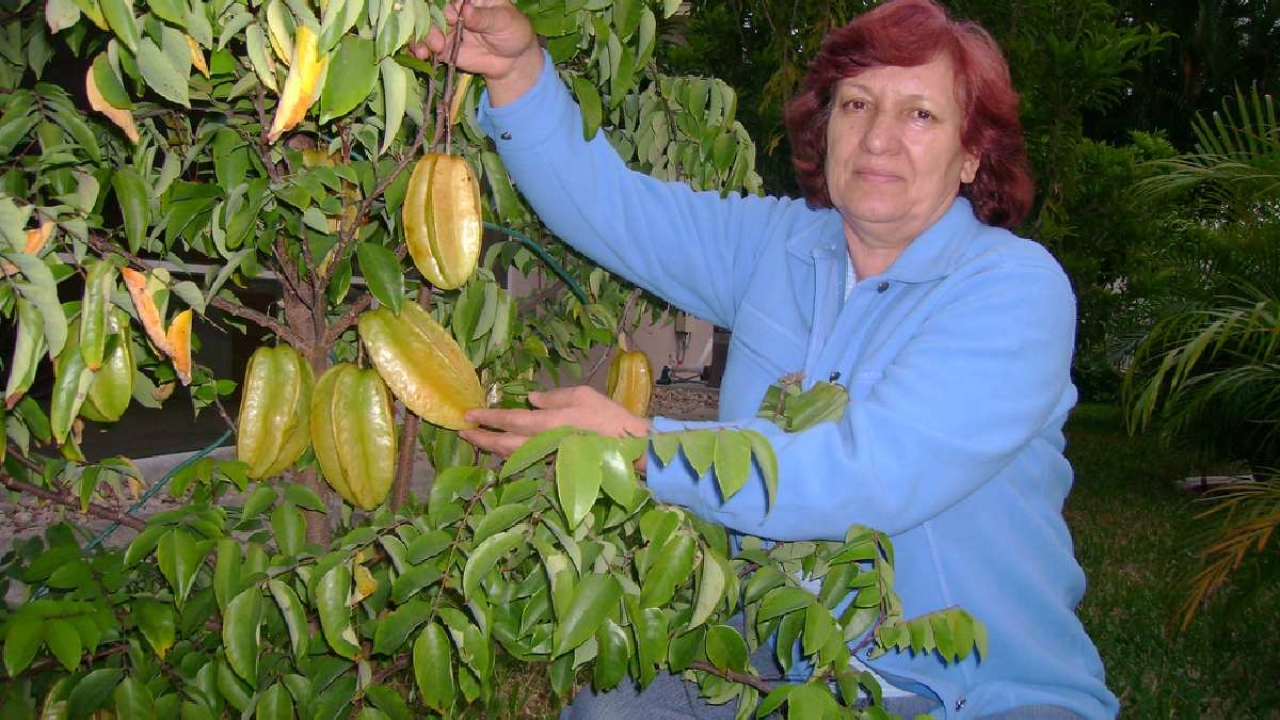 Ona ‘Meyvelerin unutulmazı’ deniyor! Yıldız şeklinde büyüyor, unutkanlığı kökten kazıyor! Türkiye’de bulması i