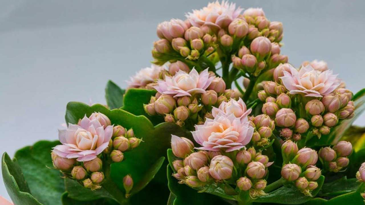 Hasta olan evine bunu alsın! Kalanchoe çiçeğinin yararları saymakla bitmiyor... İşte evde Kalanchoe bakımı