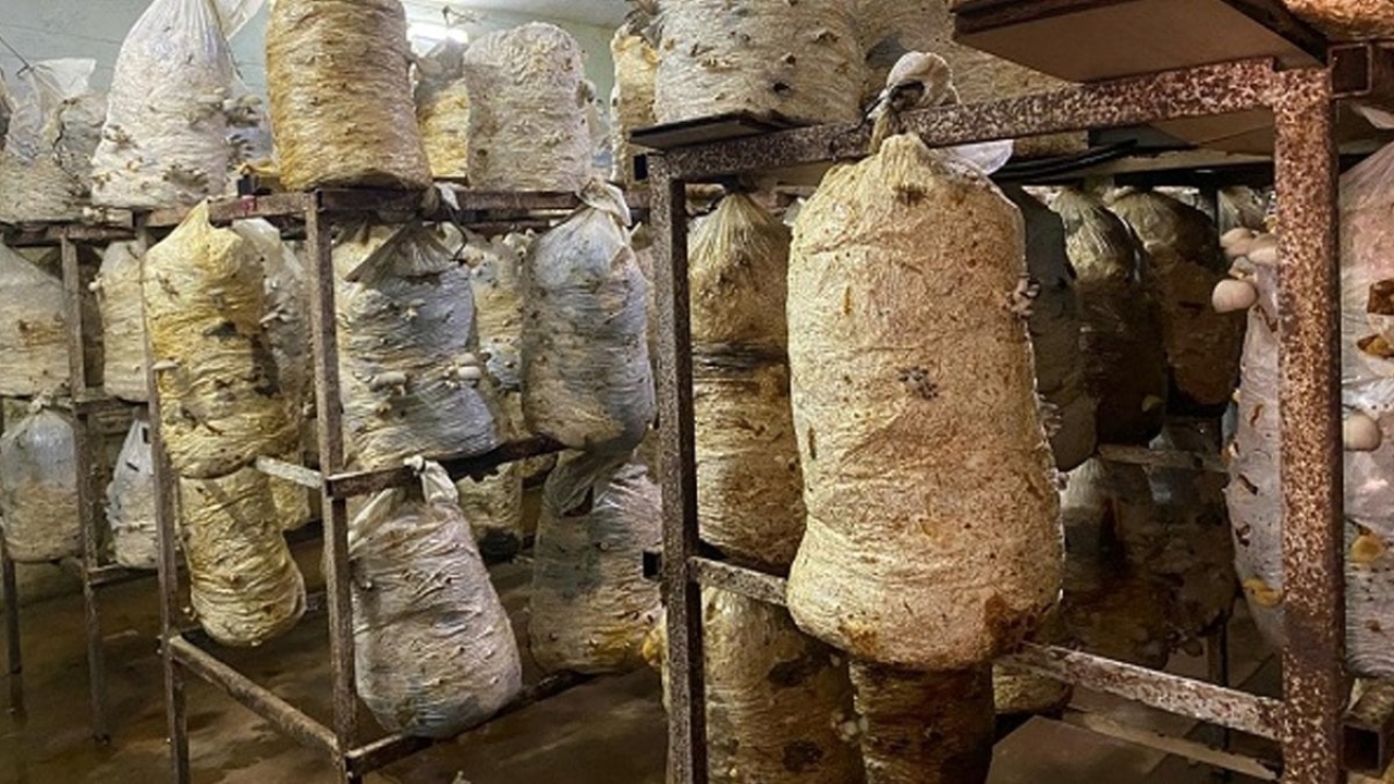 Üretmek isteyene bahane yok! Öyle bir yerde mantar yetiştiriyor ki: Ayda 3 ton verim alıyor, tüm köy yiyor