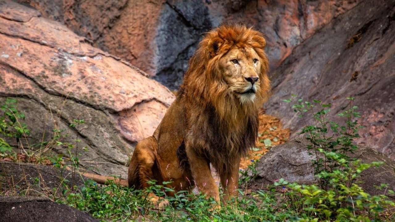 Rüyada aslan görmek ne anlama gelmektedir?