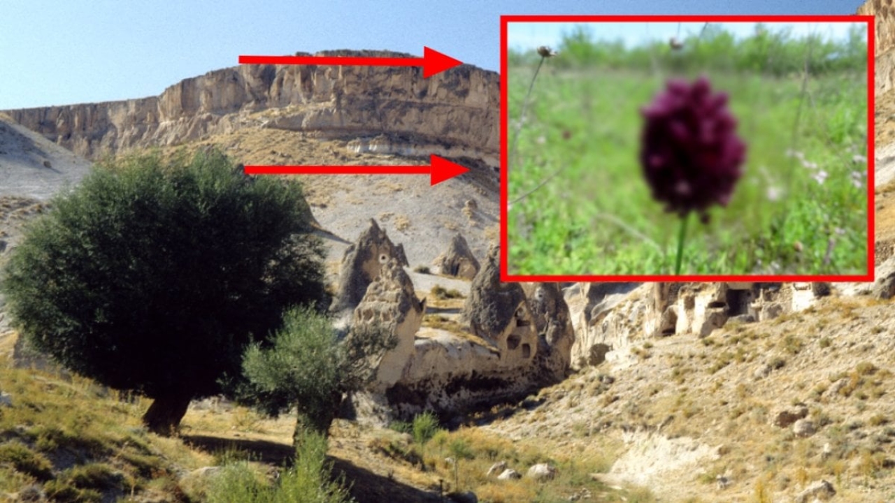 Dünyanın dağ tepe aradığı bitki Nevşehir'den çıktı! Gençlik bitkisinin yararları Türkiye'ye bilet aldırır: O h
