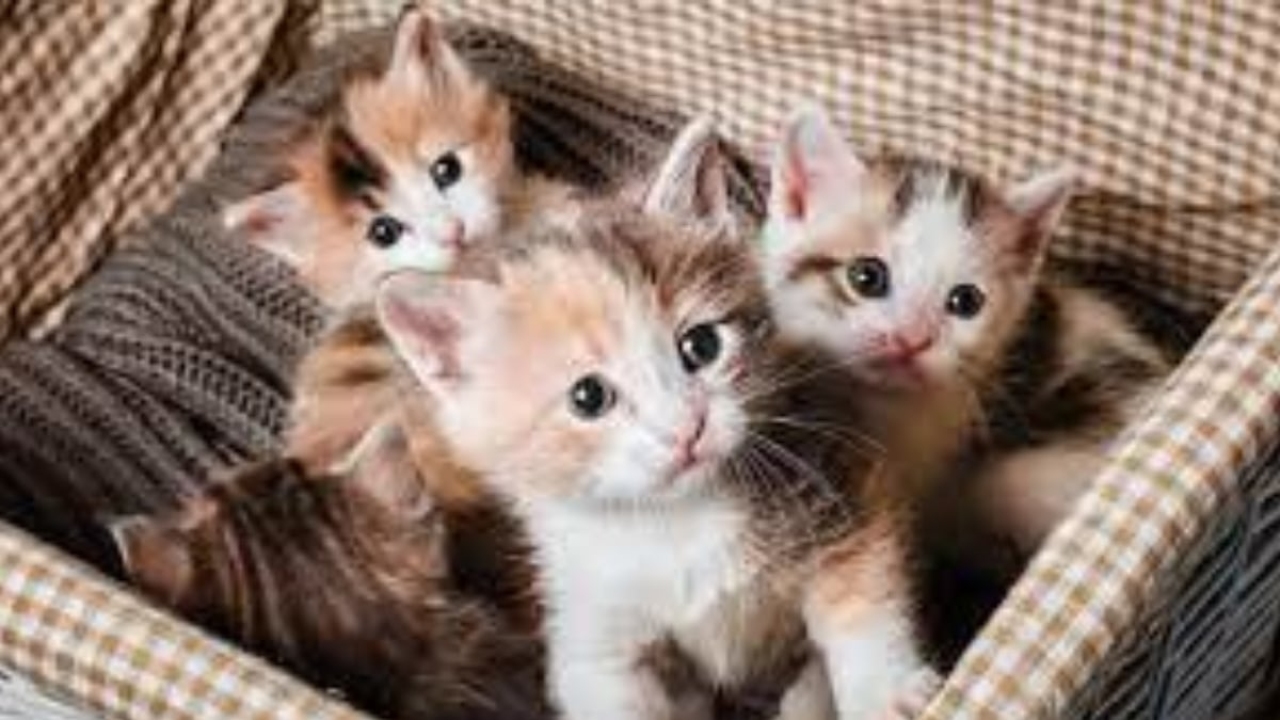 Kedi kaç ayda doğurur?