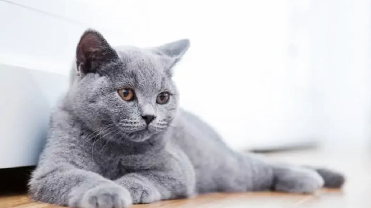 Kedi kaç yaşına kadar yaşar?