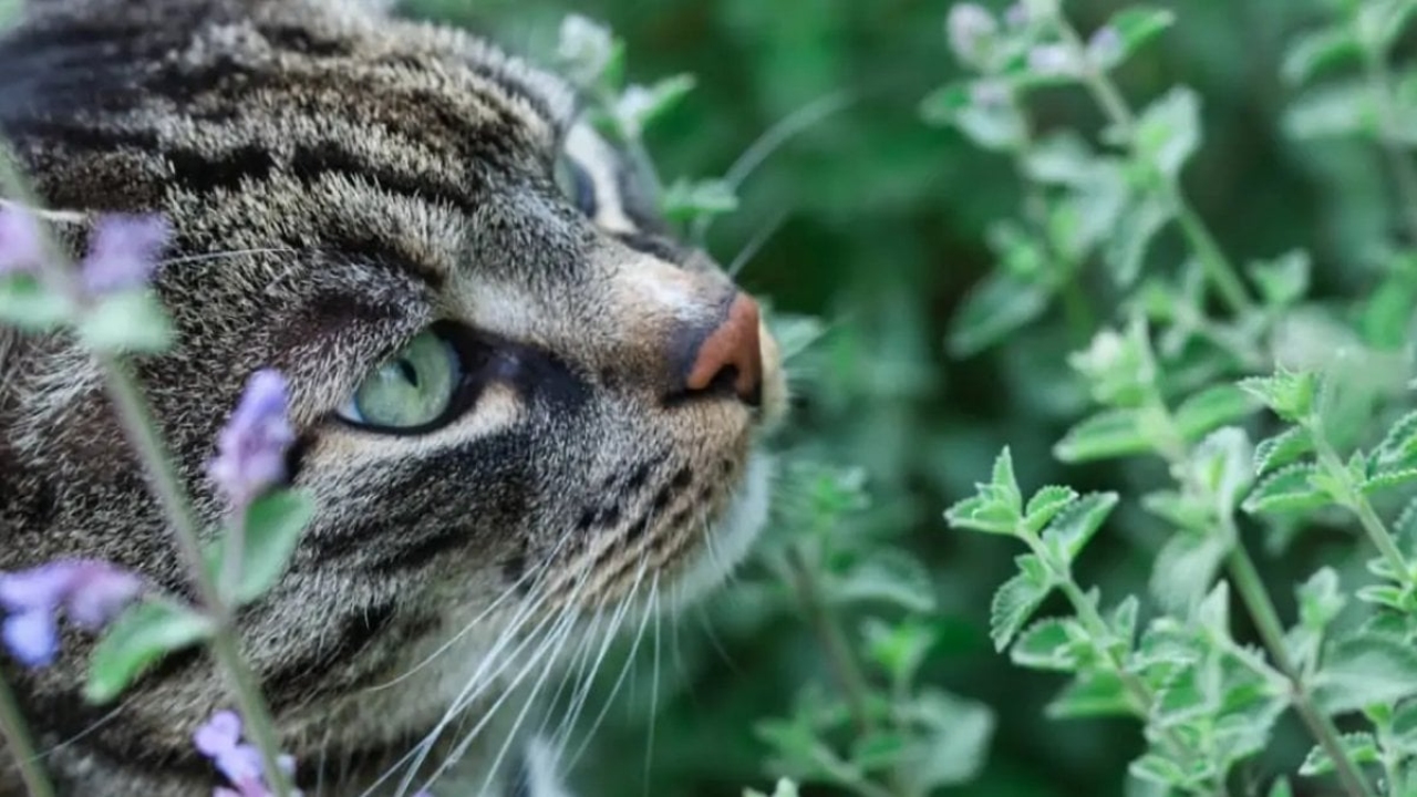 Kedi nanesi nedir?
