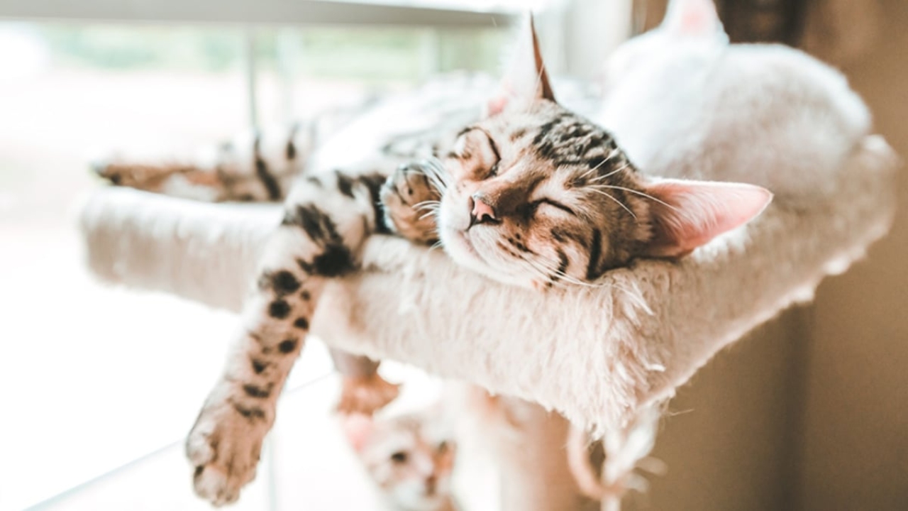 Kedi nasıl uyutulur?