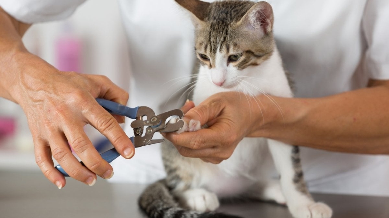 Kedi tırnağı nasıl kesilir?