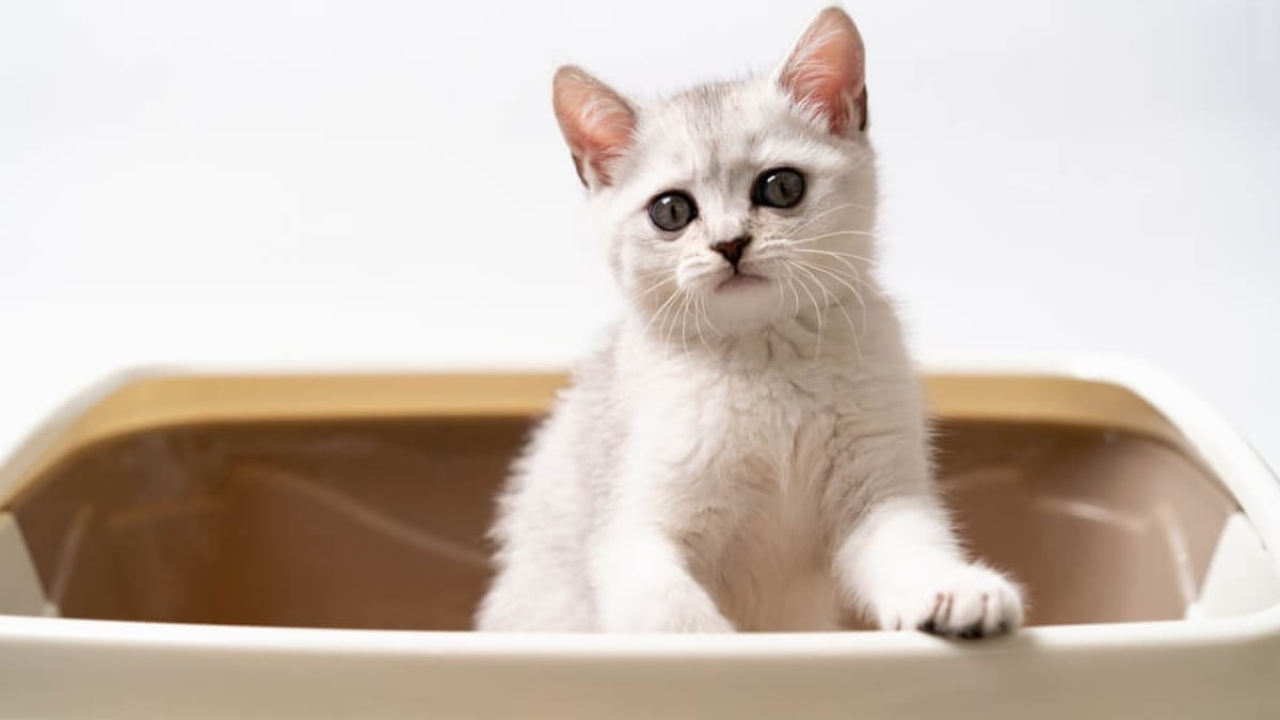 Kedi hela eğitimi nasıl verilir?