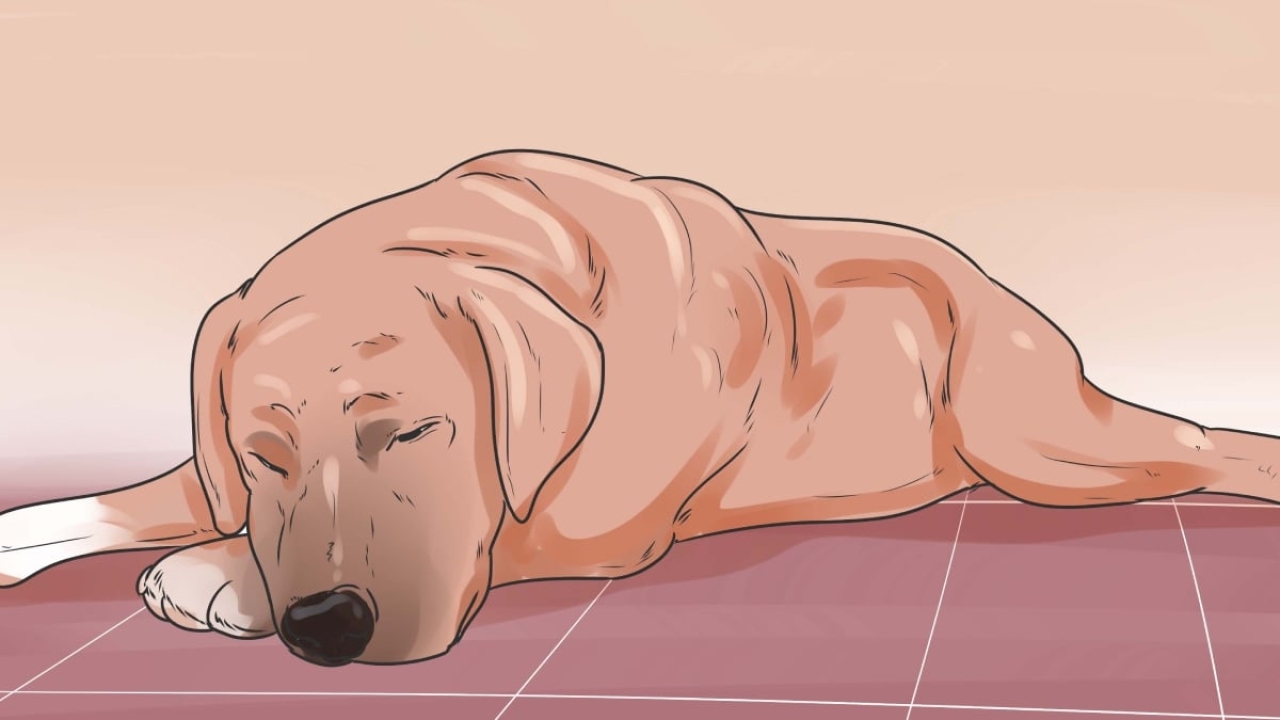 Köpek ishali nasıl geçer?