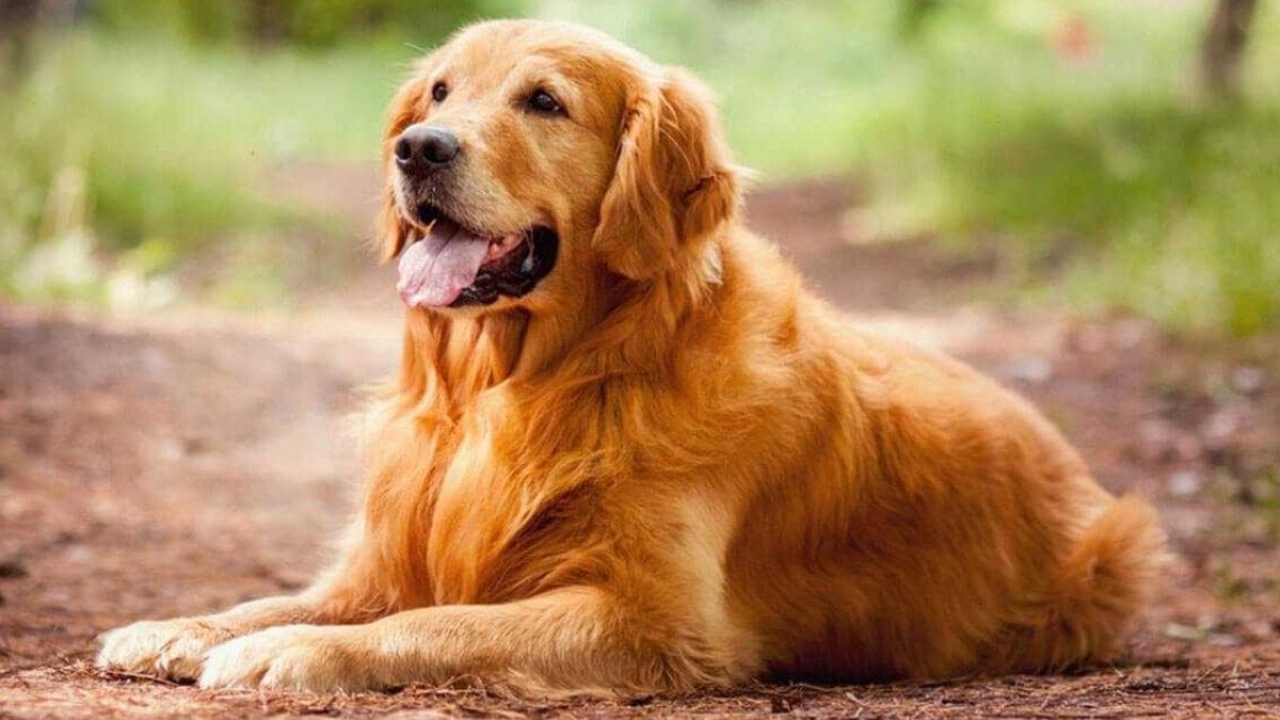 Köpek kaç yıl yaşar?