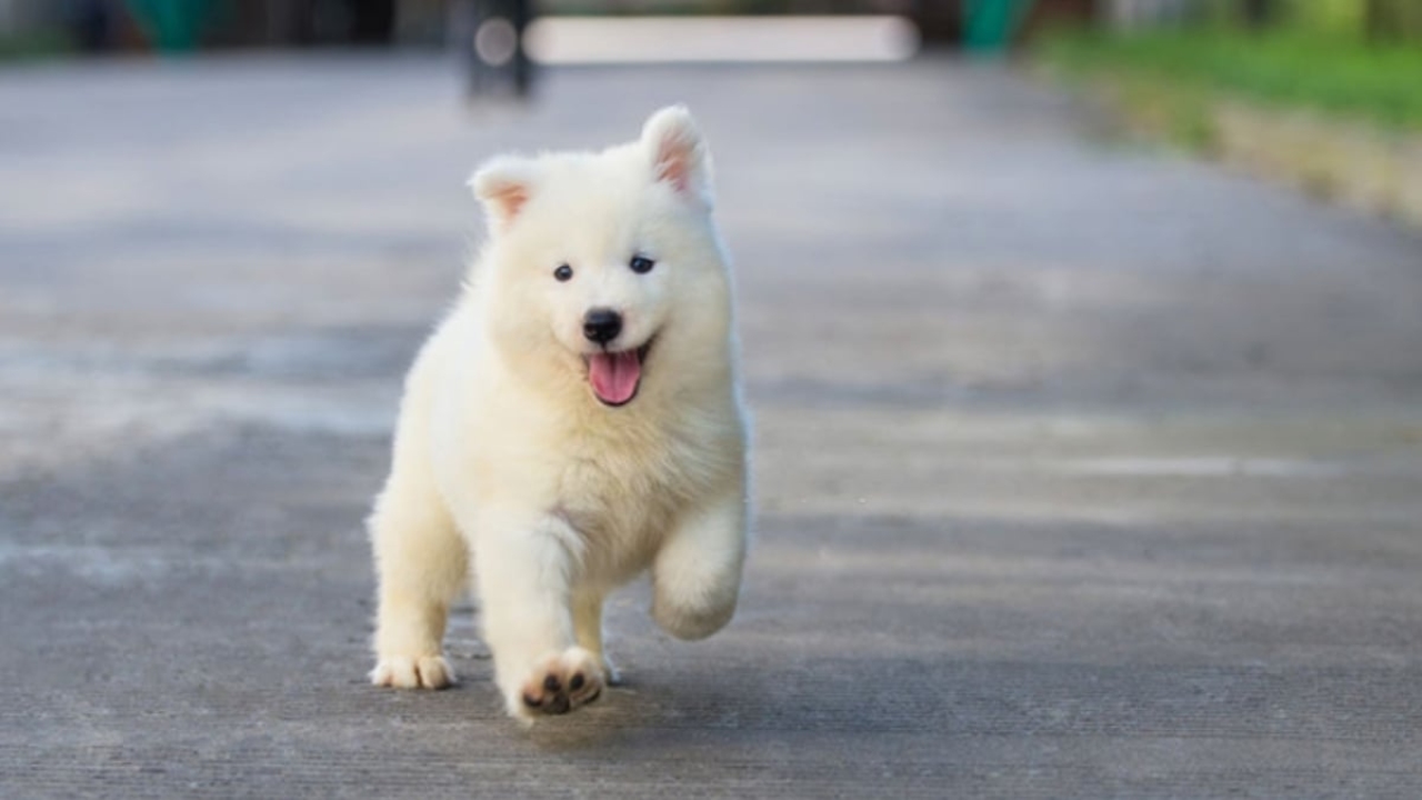 Köpek nasıl bakılır?