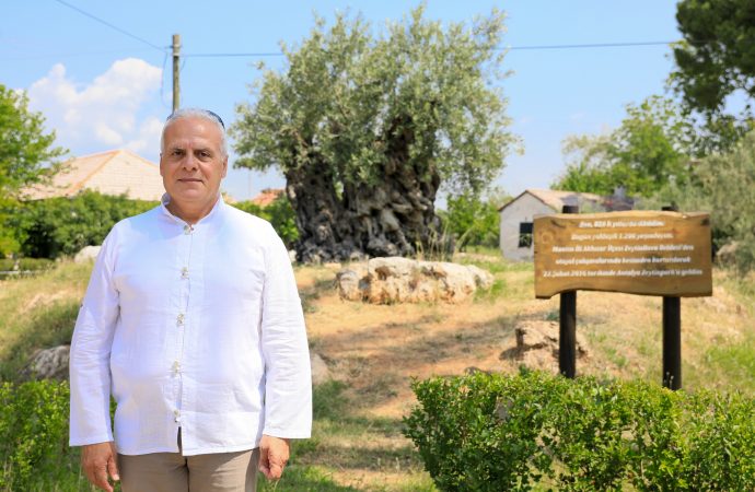 800 ve 1200 yıllık zeytin ağaçlarının meyvesi, açık artırmayla satılacak
