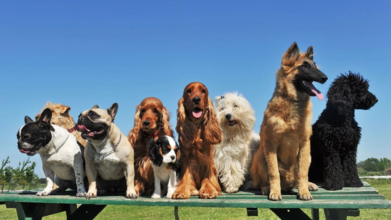 Köpeğinizin bu özelliği var ise yaşadı! Ömrü uzun olan köpeklerin meğer bir ortak özelliği varmış