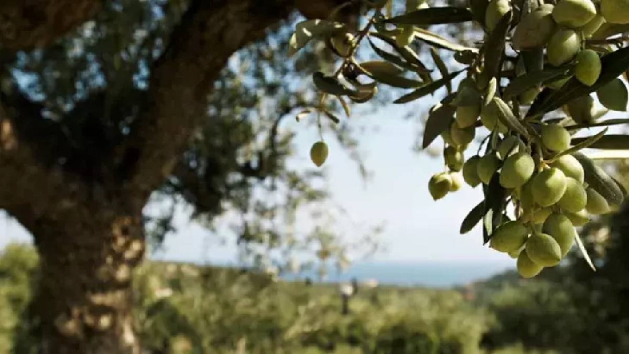 Rüyada zeytin ne demek?