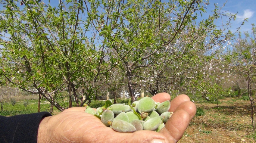 Mersin'de yılın ilk badem çağlası hasadı yapıldı! Kilosu 1.000 TL'den alıcı buluyor