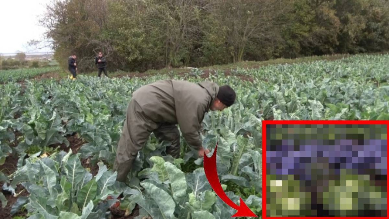 Bafra Ovası’nda 100 dekarda üretildi, resmen bereket fışkırdı! Üreticinin yüzü de cebi de güldü: Her biri serv