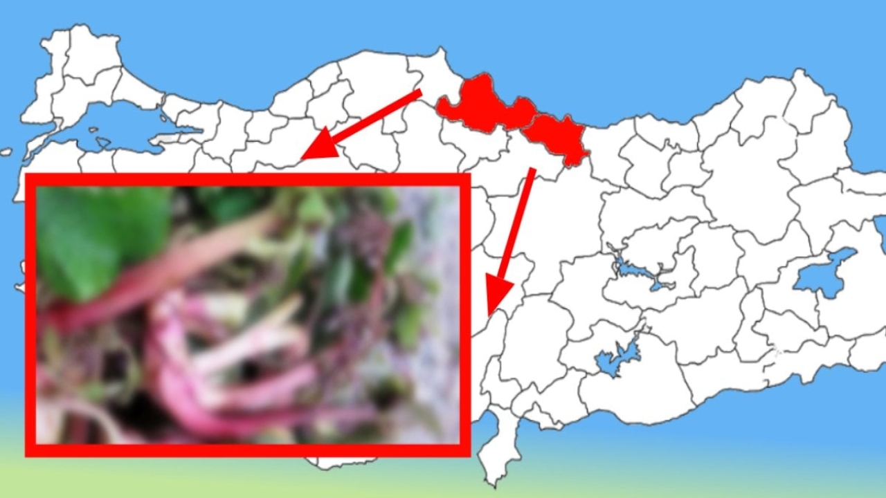 Bu otu yalnız Ordulular ve Samsunlular biliyor! Vücutta mikrobu söküp atıyor: Dağda bayırda yetişiyor