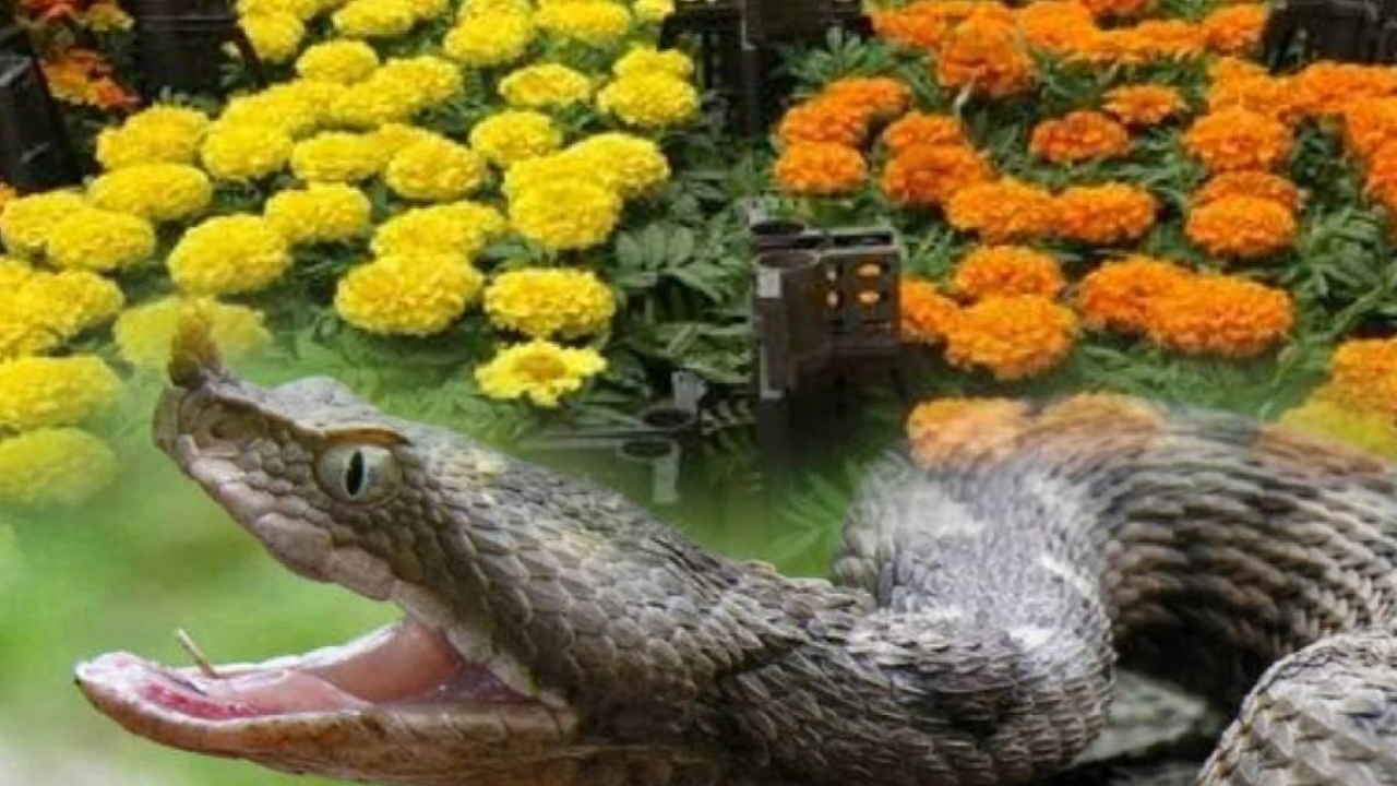 Bahçenizde bunlar var ise hemen söküp atın! Bu 4 şey yılanları adeta mıknatıs gibi kendine çekiyor…