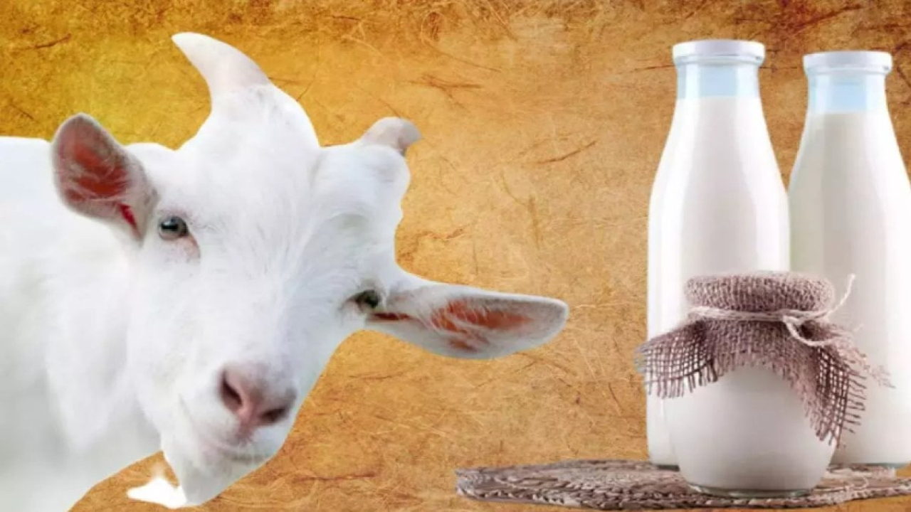 Keçi Sütünün Faydaları