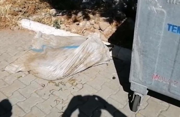 Çöp konteynerinden canlı koç çıktı