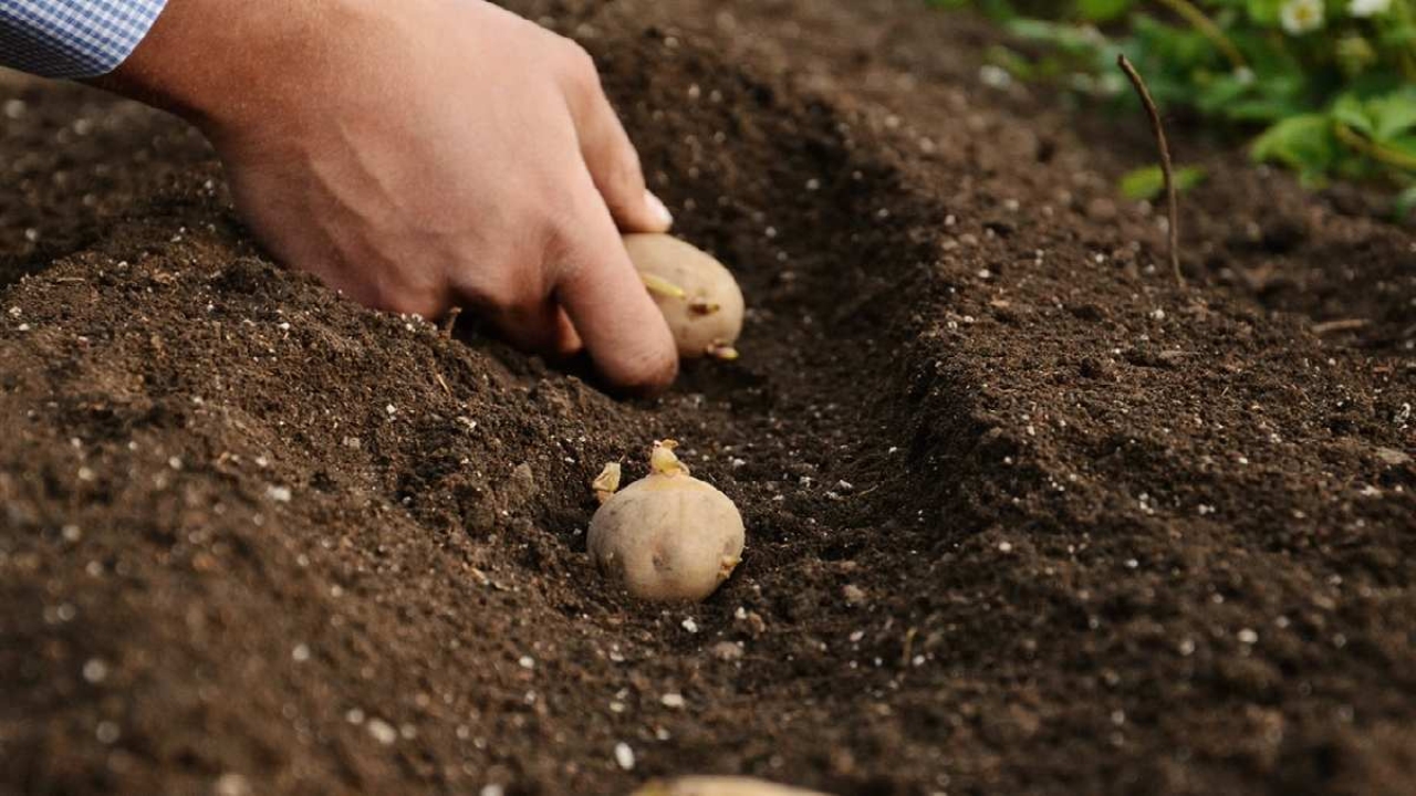 Patatesi bu şekilde ekenler çuval çuval patates topluyor! Patates yetiştirirken senelerdir aynı hatayı yapıyor