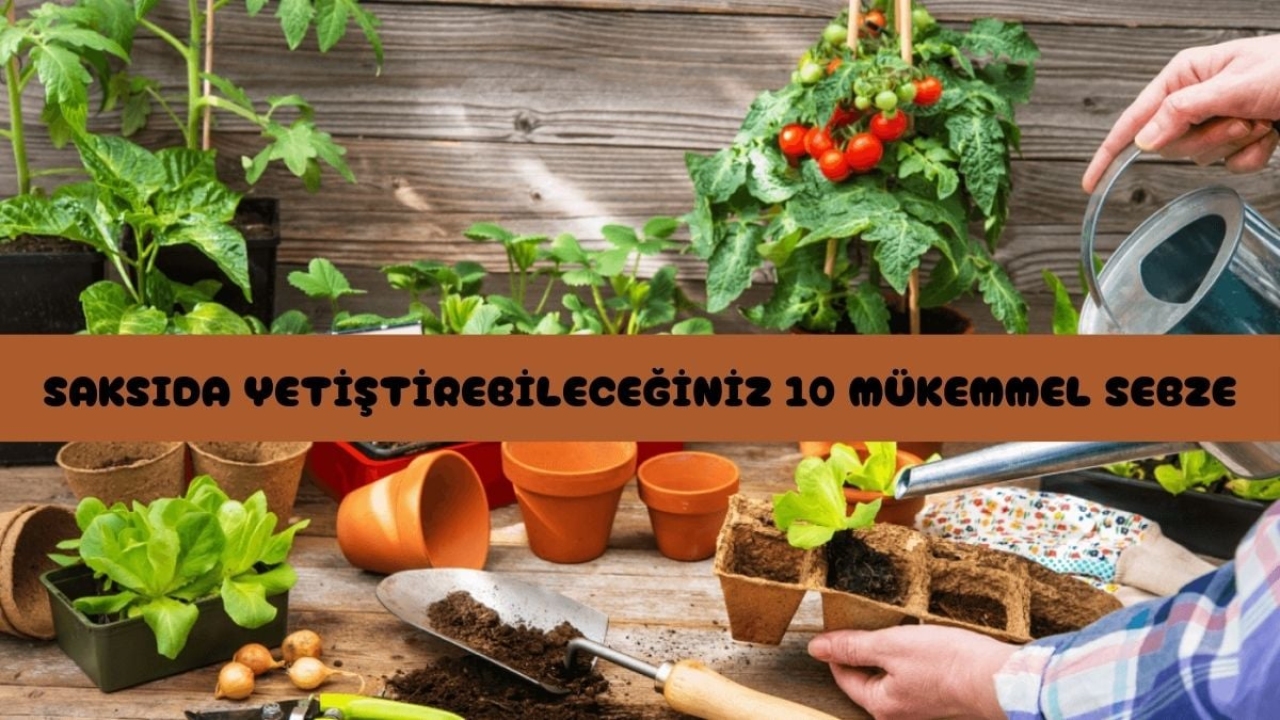Saksıda yetiştirebileceğiniz 10 mükemmel sebze: Bahçeniz yoksa bile yeşilliklerle dolu bir balkonunuz olabilir