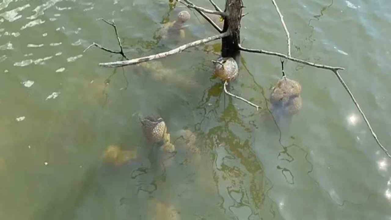 Uzaylı Yumurtası mı? Oklahoma Gölü’nde Bulunan Bryozoa Keşfi