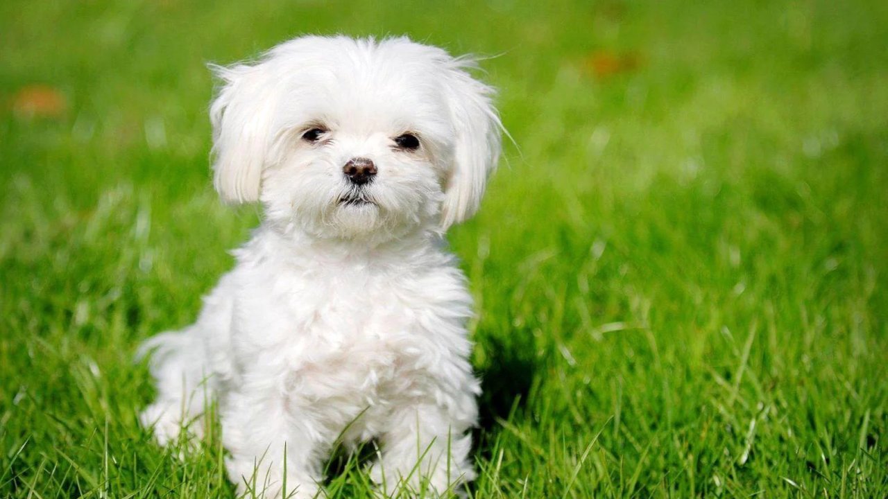 Rüyada beyaz köpek görmek ne anlama gelir ?