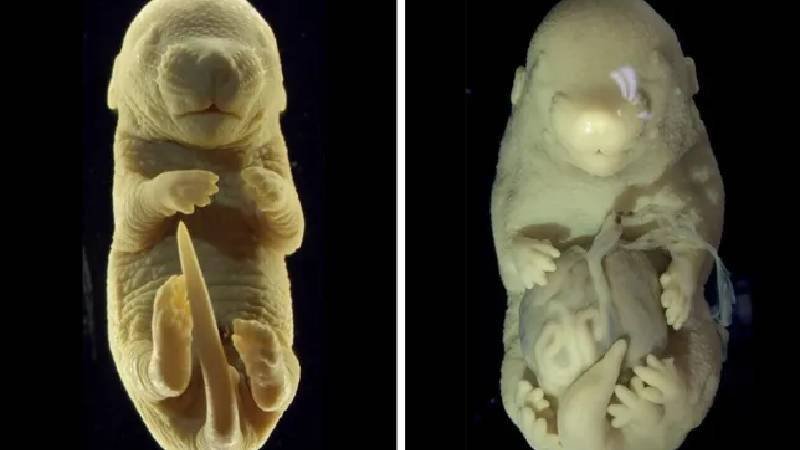 DNA'yı değiştirdiler: yanlışlıkla altı bacaklı ve cinsel organı olmayan bir fare ürettiler