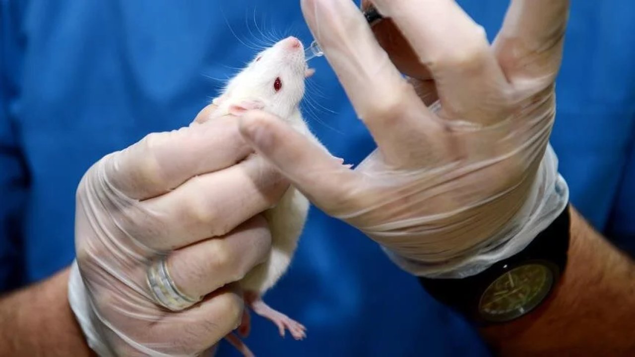 Montreal'de Fare Isırığıyla Geçen Leptospirosis Vakası: İki Parmak Kaybıyla Sonuçlandı!