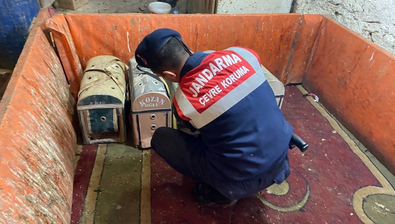 Artvin'de horoz dövüşü yaptıran 13 kişiye 83 bin 525 lira ceza kesildi