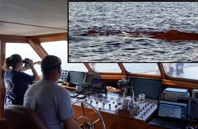 16 metre uzunluğunda, 40 ton ağırlığında... Çeşme ve Sakız Adası açıklarında görüldü