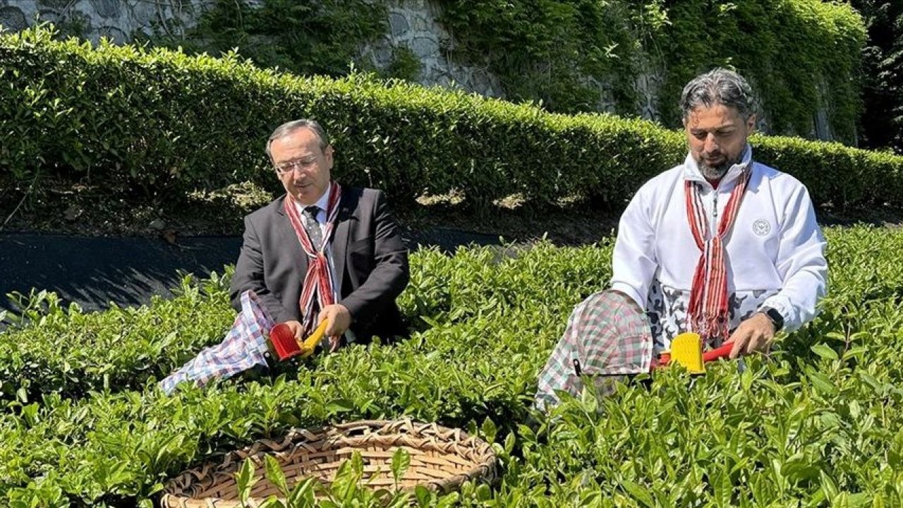 ÇAYKUR 2024 Yaş Çay Alım Kampanyası Başladı