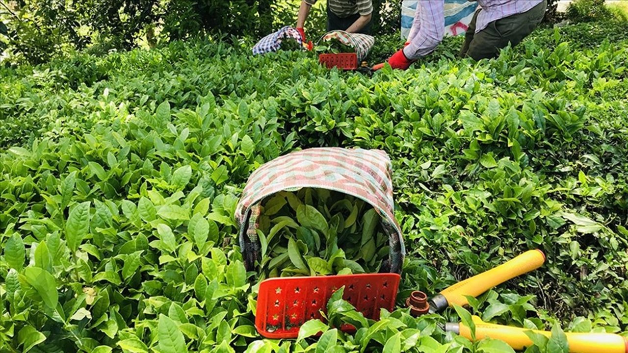 Türkiye'nin Çay İhracatında Büyük Başarı: 102 Ülkeye 2,219 Ton Çay Satıldı!