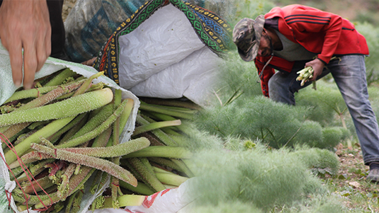 Işgın 'yayla muzu' nedir? Hangi besinlere ve vitaminlere sahiptir?